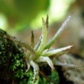 /album/galeria-de-fotos/bebe-bromelia-jpg/